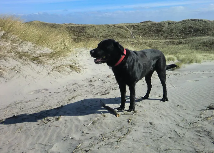 Sta200 Duenengras * Timmendorfer Strand